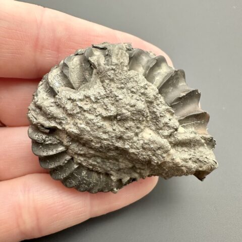 Amonit Pleuroceras 4,7cm – Buttenheim, Bavorsko, Německo