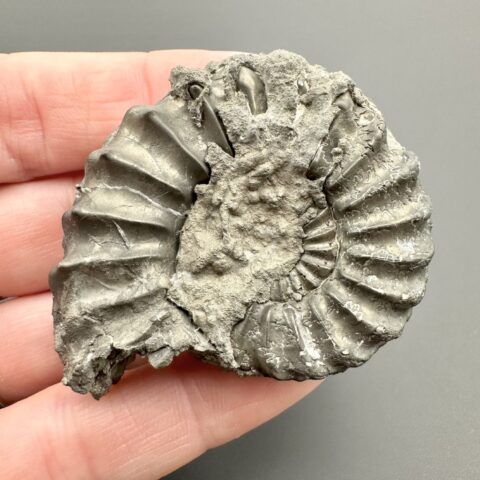 Amonit Pleuroceras 4,7cm – Buttenheim, Bavorsko, Německo