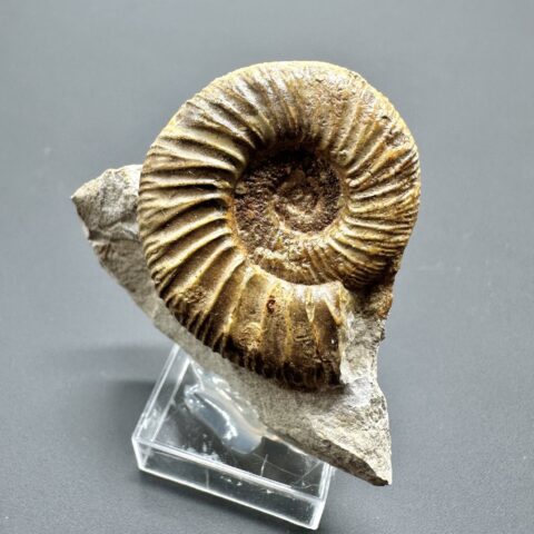 Amonit Pleuroceras  – Staffelstein, Bavorsko, Německo