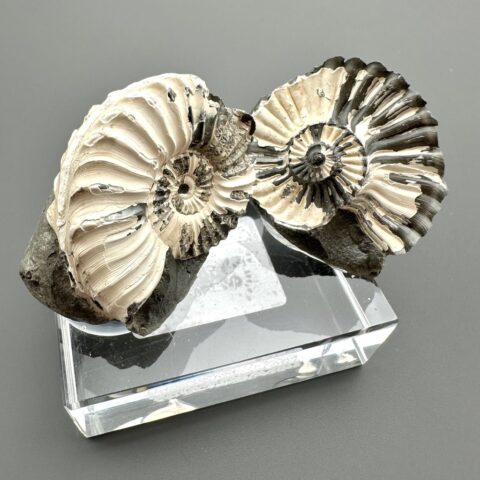 Amonit Pleuroceras (pár – pozitiv a negativ) 4,3cm a 3,6cm – Buttenheim, Bavorsko, Německo
