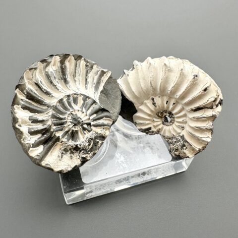 Amonit Pleuroceras (pár – pozitiv a negativ) 3,6cm a 3,5cm – Buttenheim, Bavorsko, Německo