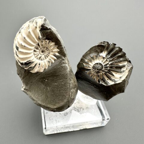 Amonit Pleuroceras (pár – pozitiv a negativ) 4,5cm a 3,1cm – Buttenheim, Bavorsko, Německo