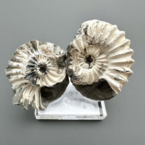 Amonit Pleuroceras (pár – pozitiv a negativ) 3,7cm a 3cm – Buttenheim, Bavorsko, Německo