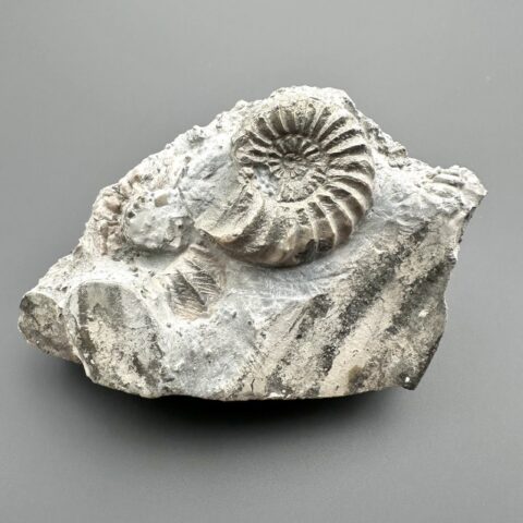 Amonit Pleuroceras 8,7cm – Buttenheim, Bavorsko, Německo