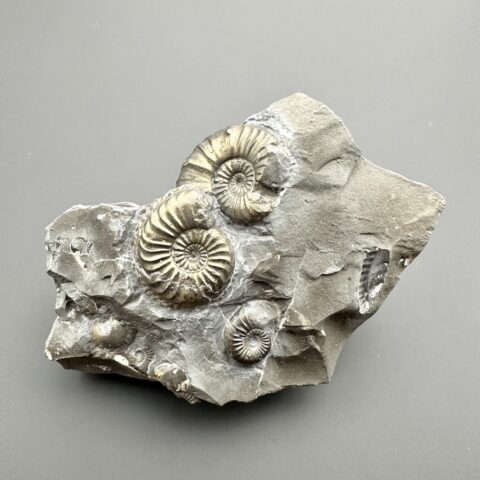 Amonit Pleuroceras transiens 9,3cm – Staffelstein, Bavorsko, Německo
