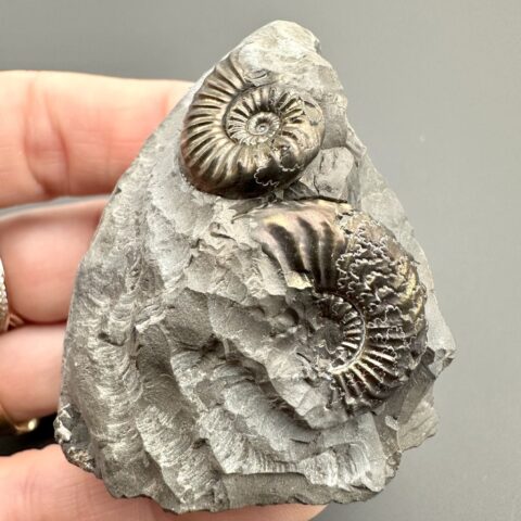 Amonit Pleuroceras transiens 4,8cm – Staffelstein, Bavorsko, Německo