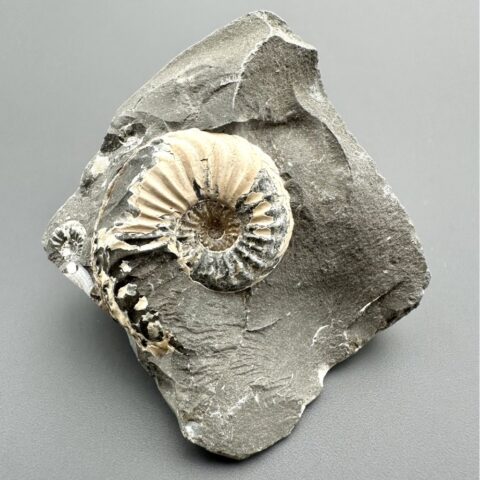 Amonit Pleuroceras transiens 5,5cm – Staffelstein, Bavorsko, Německo