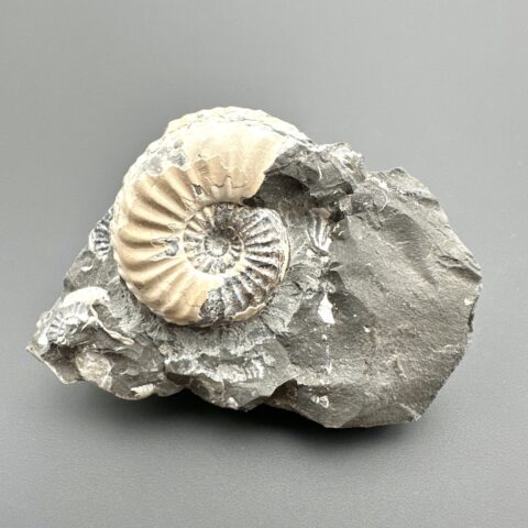 Amonit Pleuroceras transiens 5,8cm – Staffelstein, Bavorsko, Německo