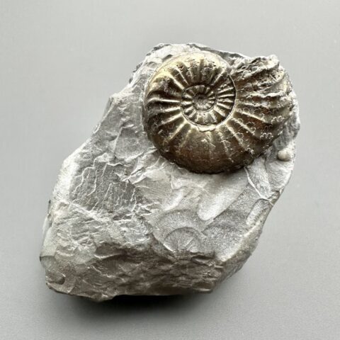 Amonit Pleuroceras transiens 4,8cm – Staffelstein, Bavorsko, Německo
