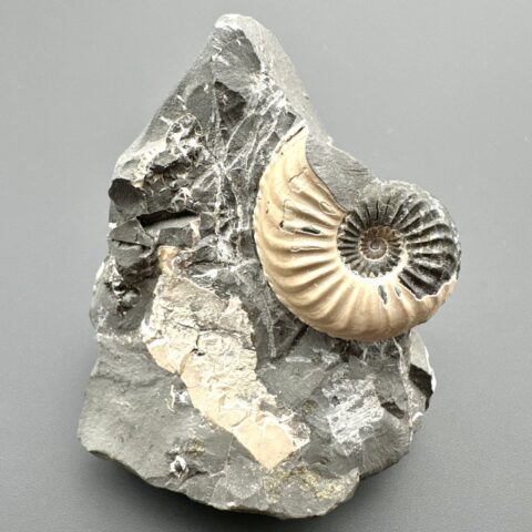 Amonit Pleuroceras transiens 4,9cm – Staffelstein, Bavorsko, Německo