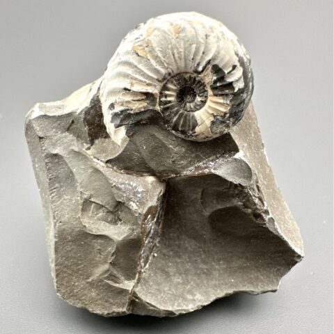 Amonit Pleuroceras transiens 4,7cm – Staffelstein, Bavorsko, Německo