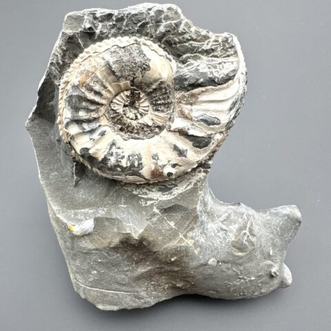 Amonit Pleuroceras transiens 10,3cm – Staffelstein, Bavorsko, Německo