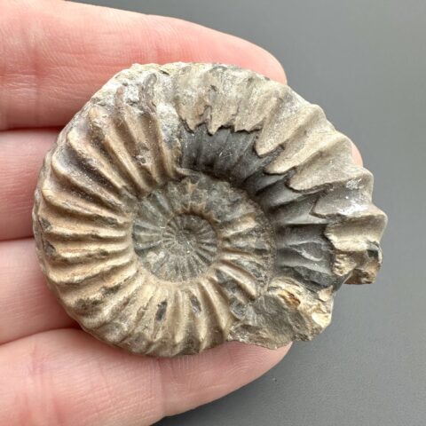 Amonit Pleuroceras 4,4cm – Unterstürming, Bavorsko, Německo