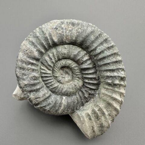 Amonit Orthosphinctes 7,7cm – Gräfenberg, Bavorsko, Německo