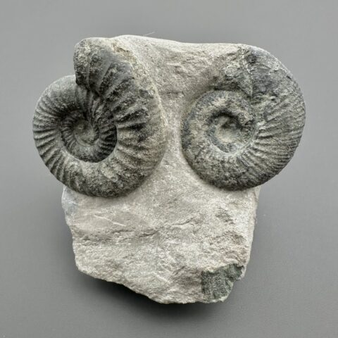 Amonit Orthosphinctes 5,7cm – Gräfenberg, Bavorsko, Německo
