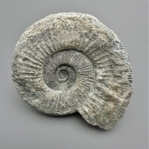 Amonit Orthosphinctes 10,4cm – Gräfenberg, Bavorsko, Německo