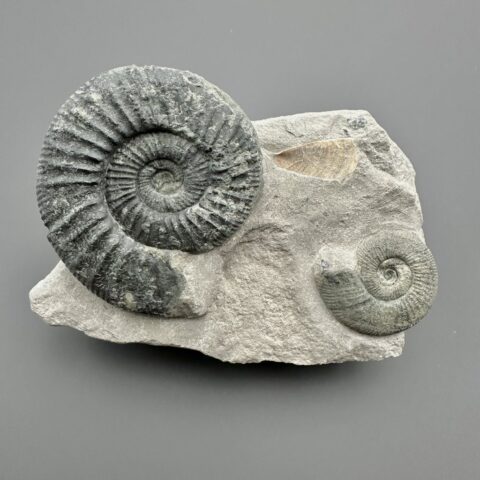 Amonit Orthosphinctes 12,3cm – Gräfenberg, Bavorsko, Německo