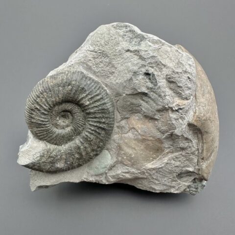 Amonit Orthosphinctes 9,4cm – Gräfenberg, Bavorsko, Německo