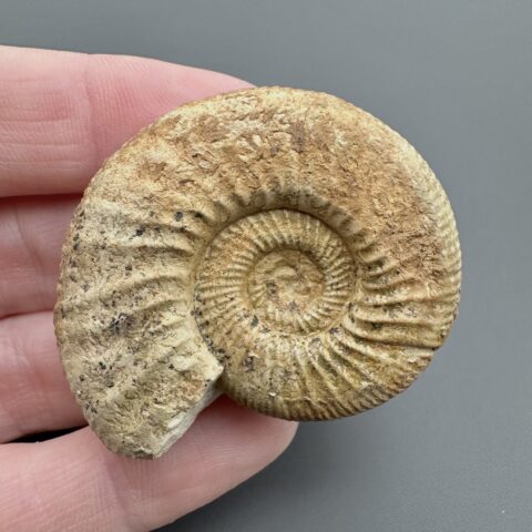 Amonit Orthosphinctes 4,3cm – Gräfenberg, Bavorsko, Německo
