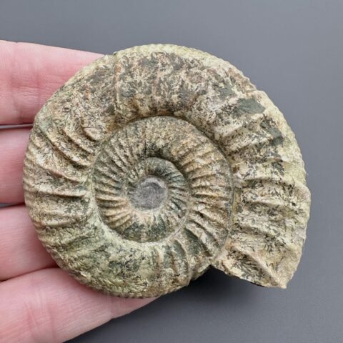 Amonit Orthosphinctes 6cm – Bischberg, Bavorsko, Německo