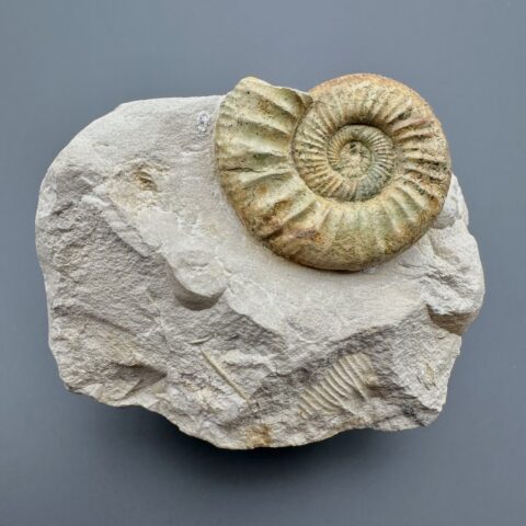 Amonit Orthosphinctes 8,9cm – Bischberg, Bavorsko, Německo