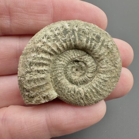Amonit Orthosphinctes 3,7cm – Bischberg, Bavorsko, Německo