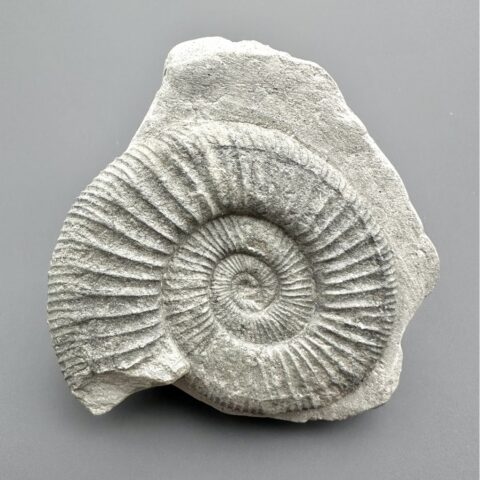 Amonit Orthosphinctes 8,2cm – Bischberg, Bavorsko, Německo