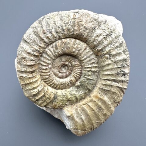 Amonit Orthosphinctes 9cm – Bischberg, Bavorsko, Německo
