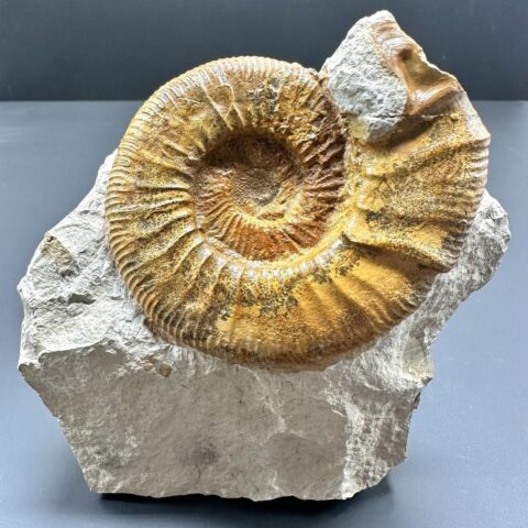 Amonit Orthosphinctes – Böttingen, Německo