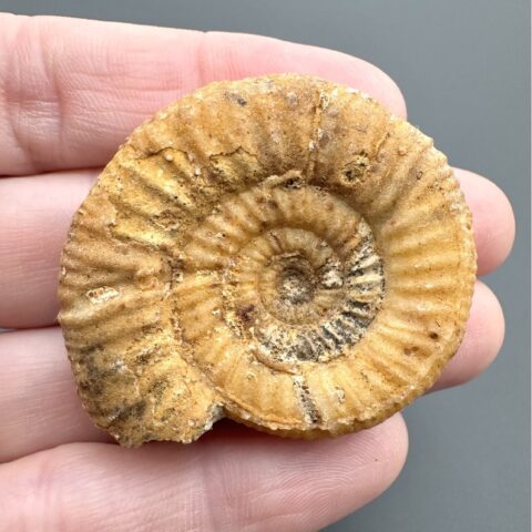 Amonit Perisphinctes 4,2cm – Oiron, Západní Francie