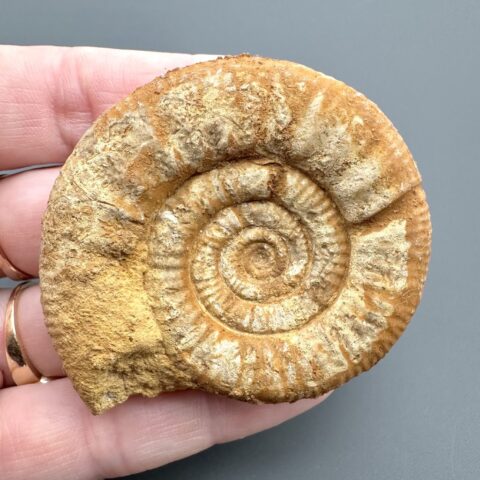 Amonit Perisphinctes 5,3cm – Oiron, Západní Francie