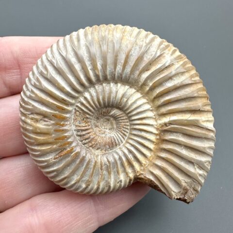 Amonit Divisosphinctes sp. 5,4cm – Madagaskar