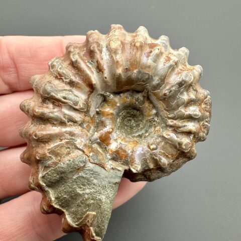 Amonit Dauvilleiceras mammillatum 5,2cm – Madagaskar