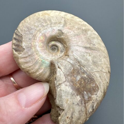 Amonit Cleoniceras (opalizovaný) 7,4cm – Madagaskar