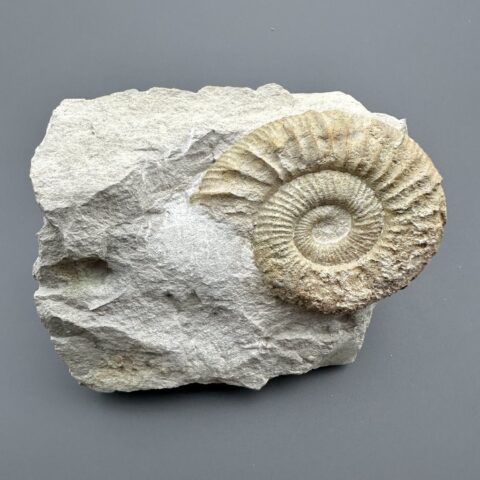 Amonit Dactylioceras 9,9cm – Drügendorf, Bavorsko, Německo