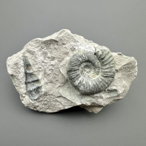 Amonit Dactylioceras 12cm – Drügendorf, Bavorsko, Německo