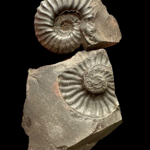 Amonit 8,5cm – Muzo, Kolumbie