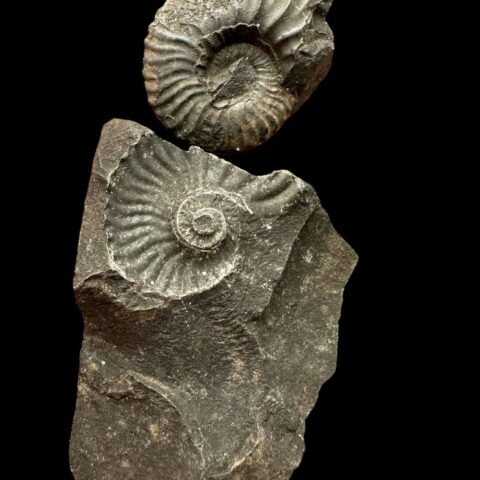 Amonit 6,3cm – Muzo, Kolumbie