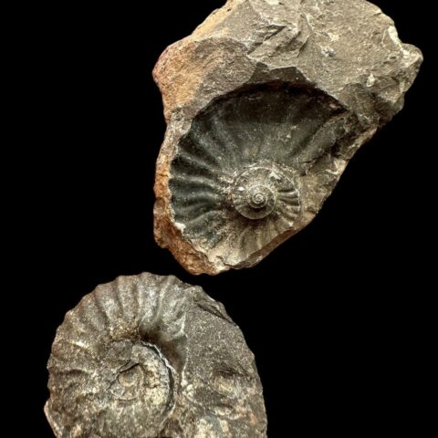 Amonit 5,5cm – Muzo, Kolumbie