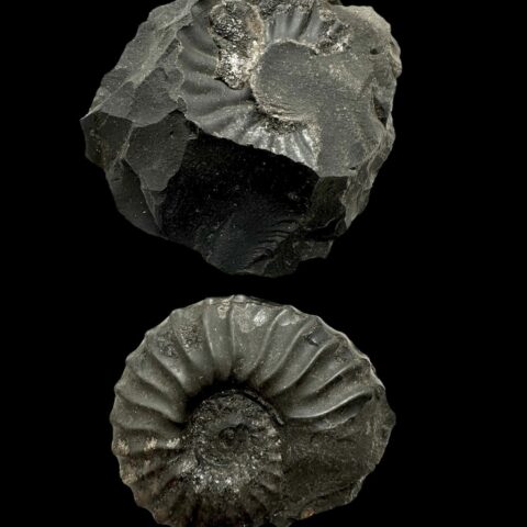 Amonit 6,9cm – Muzo, Kolumbie