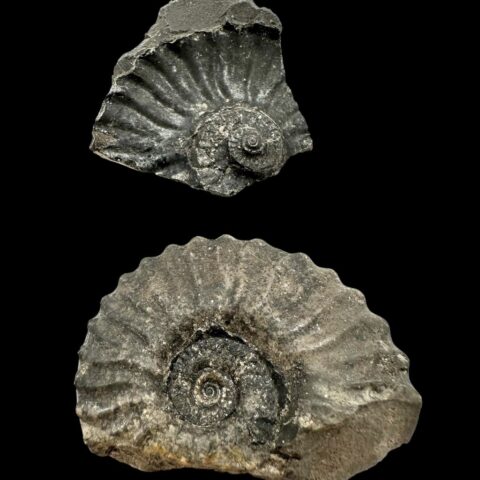 Amonit 4,8cm – Muzo, Kolumbie