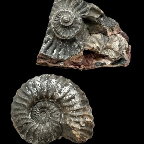 Amonit 8,9cm – Muzo, Kolumbie