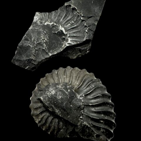 Amonit 6,2cm – Muzo, Kolumbie