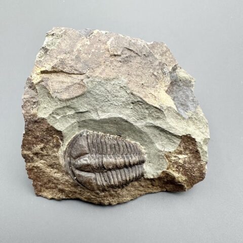 Trilobit Conocoryphe sulzeri – Jince, ČR