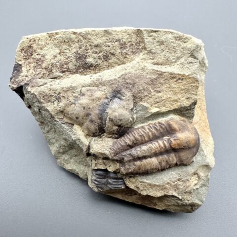Trilobit Ellipsocephalus hoffi – Jince, ČR