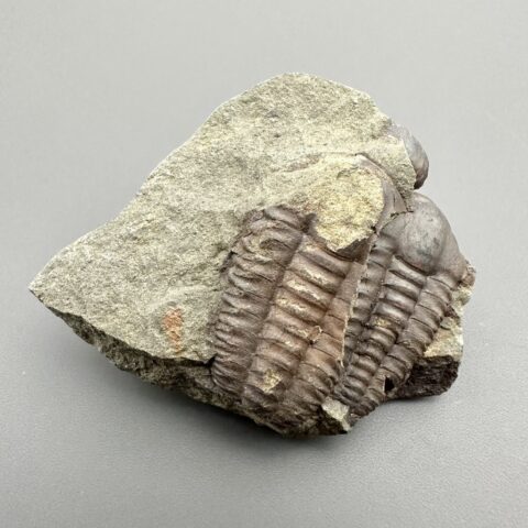 Trilobit Ellipsocephalus hoffi – Jince, ČR