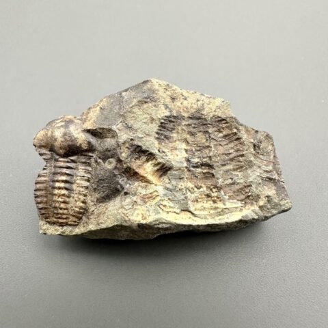 Trilobit Ellipsocephalus hoffi – Jince, ČR