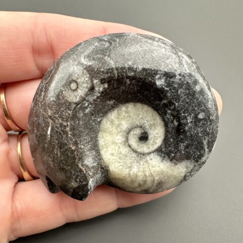 Goniatit 5,3cm – Maroko