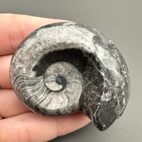 Goniatit 5,3cm – Maroko