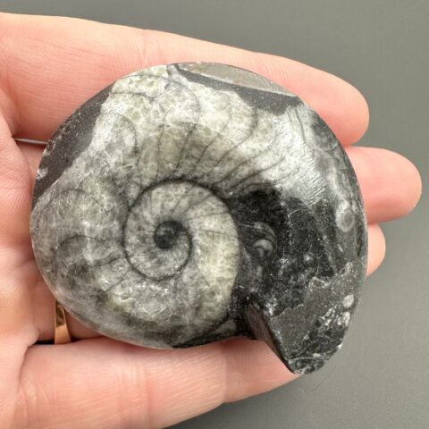 Goniatit 5,1cm – Maroko